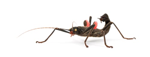 Preview: Golden-eyed Stick Insect, Peruphasma schultei, a species of stick insect, against white background