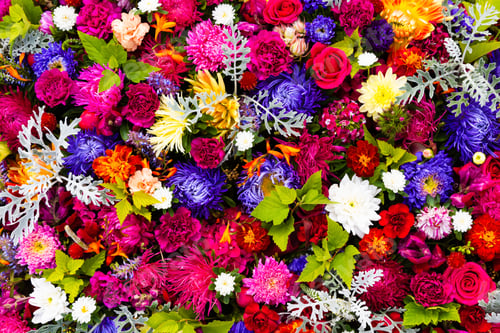 Preview: Beautiful colorful autumnal flowers background. Aster, carnation and rose flowers. Top view.