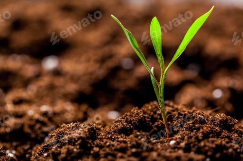 Preview: Growing Young Green Corn Seedling Sprouts in Cultivated Agricultural Farm Field