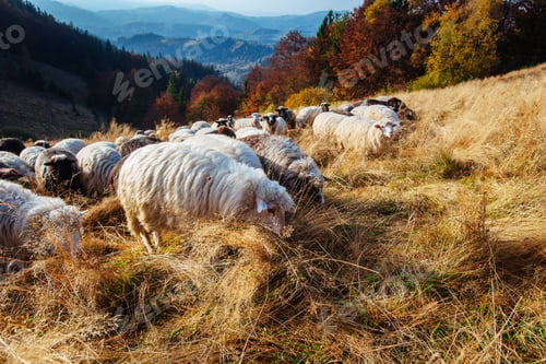 Preview: flock of sheep