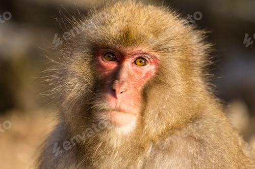 Preview: Monkey