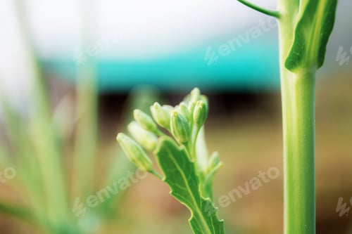 Preview: Bud of kale in farm