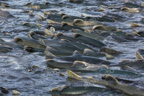 Preview: Spawning salmon