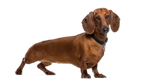Preview: Dachshund dog standing against white background