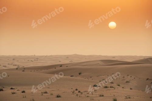 Preview: Arabian Oryx in the red sands desert conservation area of Dubai, United Arab Emirates