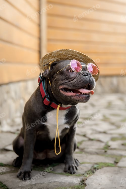 Preview: Blue French bulldog. Cute dog. Dressed puppy