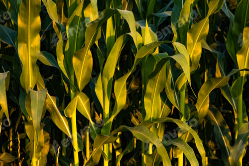 Preview: Young maize plants in sunset light. Corn field background