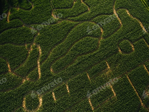 Preview: full frame shot of agricultural field with curvy road, europe