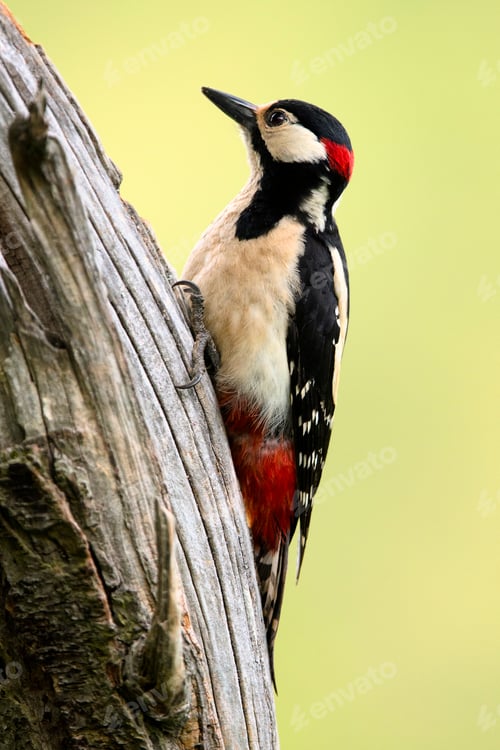 Preview: Wonderful bird on wood