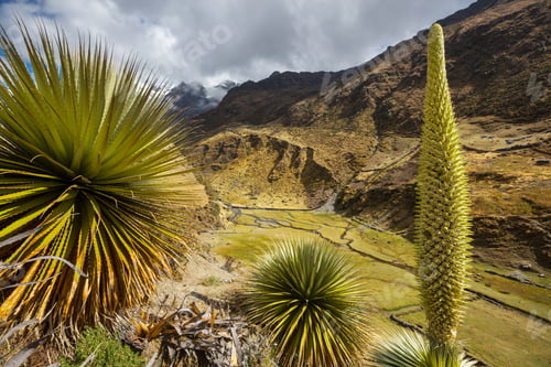 Preview: Puya