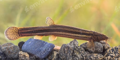 Preview: Weather loach in natural aquatic habitat