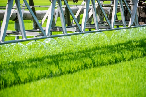 Preview: Rice Field Green agriculture ecosystem