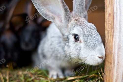 Preview: Cute gray and brown rabbit in a cage, close up