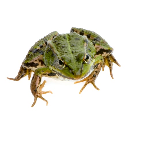 Preview: Edible Frog - Rana esculenta