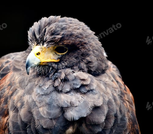Preview: Close-up shot of an eagle against a dark black backdrop
