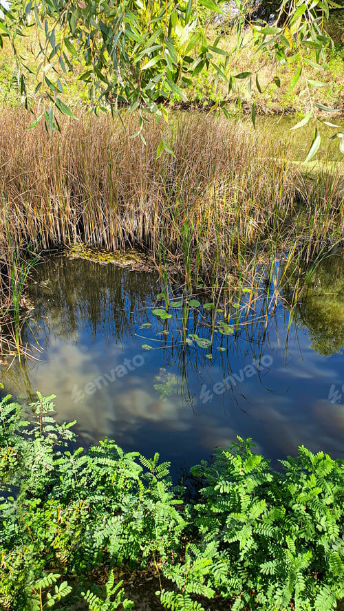 Preview: A large pond surrounded by trees and plants. Camping. Autumn landscape.