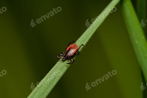 Preview: Closeup shot of a red mite on the green leaf on the blurry background