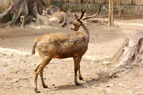 Preview: Deer at Zoo