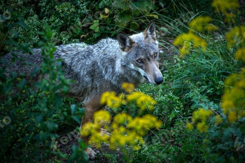 Preview: Canis lupus italicus (subspecies of the gray wolf, Canis lupus).
