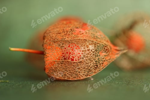 Preview: Close up of physalis peruviana plant isolated on green background
