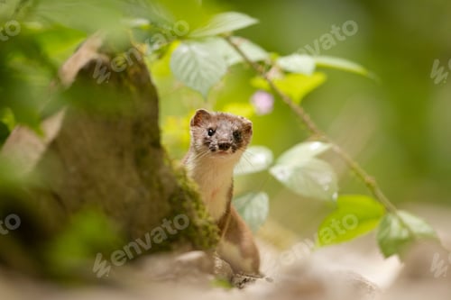 Preview: Curious weasel in a lush forest