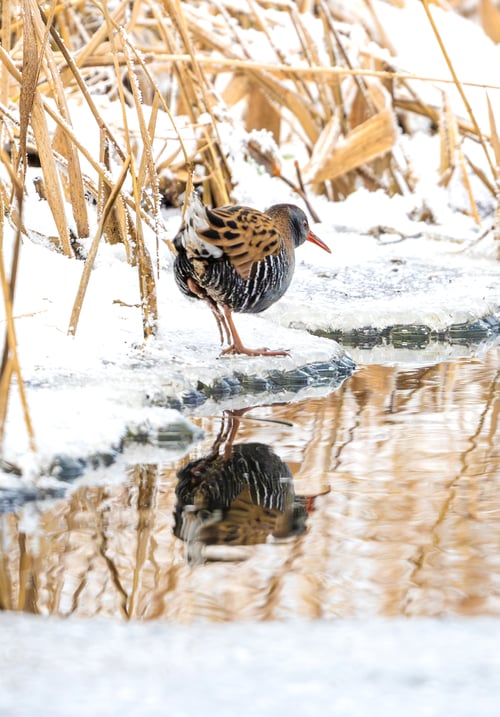 Preview: Water Rail Walking On Snowy Shore