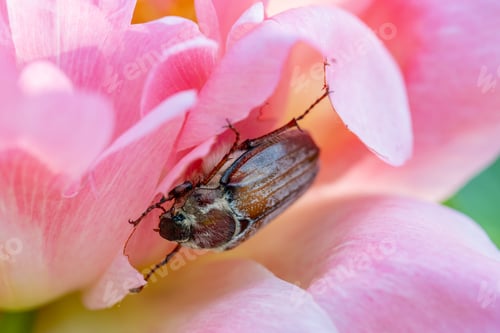 Preview: Cockchafer Melolontha May Beetle Bug Insect Macro Portrait. Maybug nibbles on a peony flower
