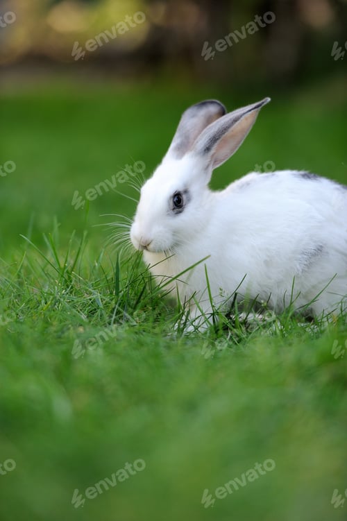 Preview: Rabbit