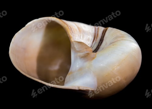 Preview: Polymita Picta snail Shell on Wood black background
