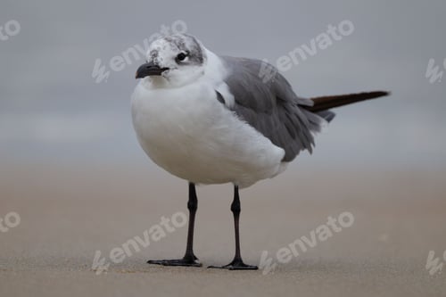Preview: Seagull standing on a sandy beach