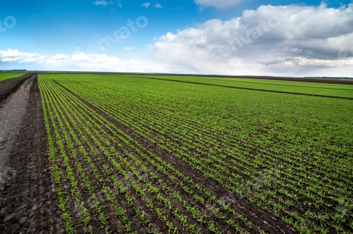 Preview: dividing the field into sectors of wheat