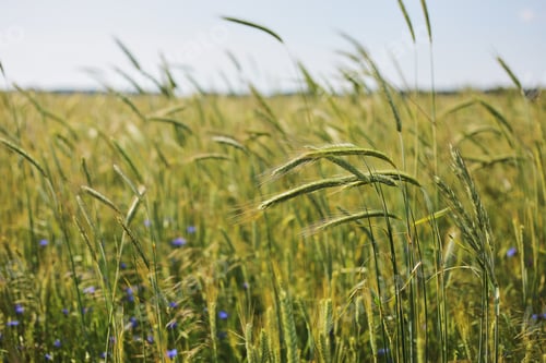 Preview: A close-up of some green ears in a wheat field ripening before harvest in a sunny day.