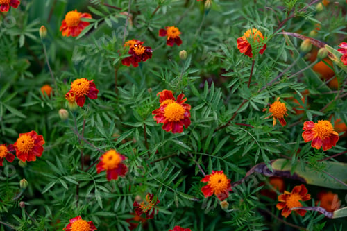 Preview: Background of many bushes of blossoming yellow-orange marigolds
