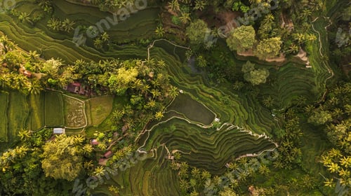 Preview: Tegallalang Rice Terraces in Bali