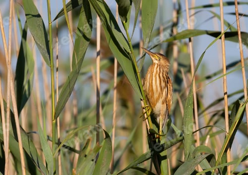 Preview: Little bittern, Ixobrychus minutus. The bird sits in the reed beds on the river bank