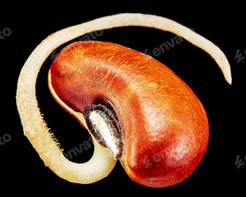 Preview: Germinated seed, young sprout, isolated on black background