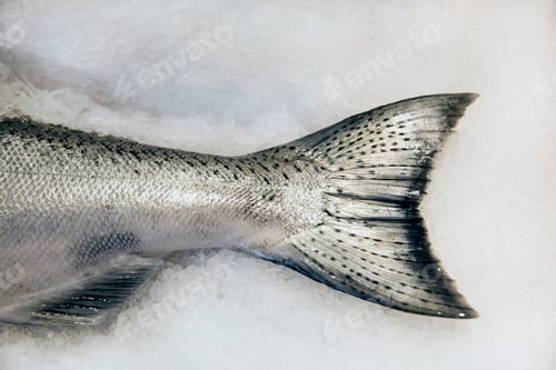 Preview: Close up of tail of fish lying in snow.