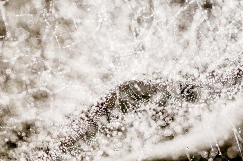 Gotas de rocío en spiderweb i