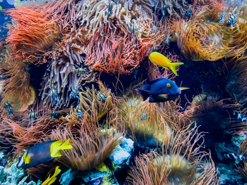 Preview: Underwater Scene With Coral Reef And Tropical Fish
