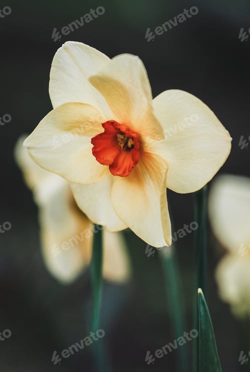 Preview: Daffodils closeup, Bunchflower daffodil, Narcissus tazetta flowers in spring garden