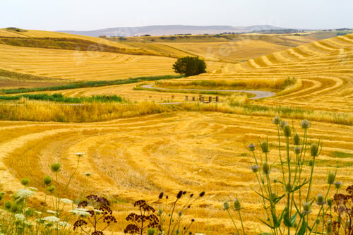 Preview: Country landscape near Gravina in Puglia, Italy
