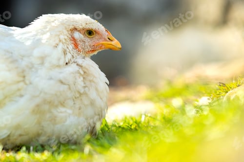 Preview: Hen feed on traditional rural barnyard. Close up of white chicken sitting on barn yard with green