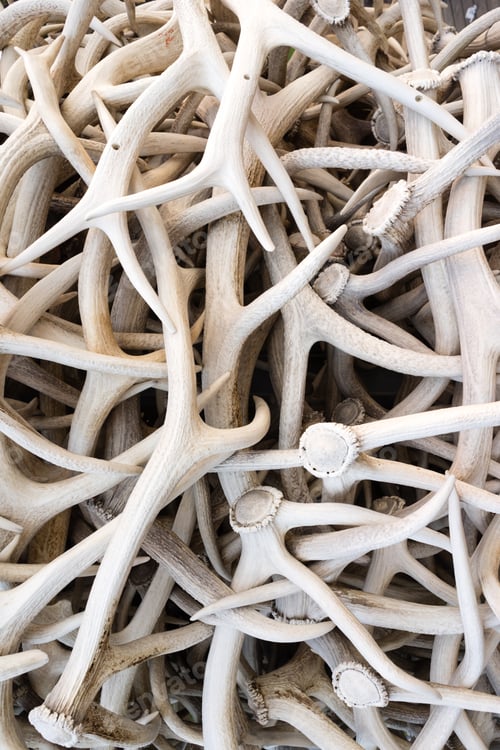 Preview: Ivory Pile Elk Antlers Animal Horns Art Installation