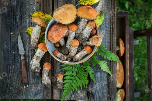 Healthy mushrooms straight from forest. Noble and yellow mushrooms.