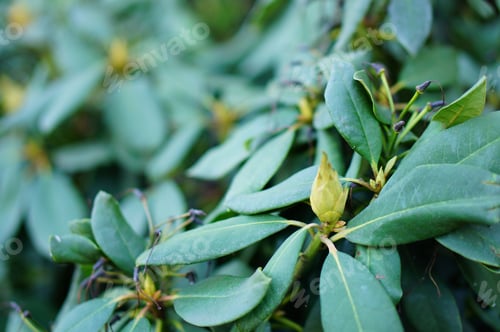 Preview: Closeup shot of the leaves of a Manilkara plant for a background