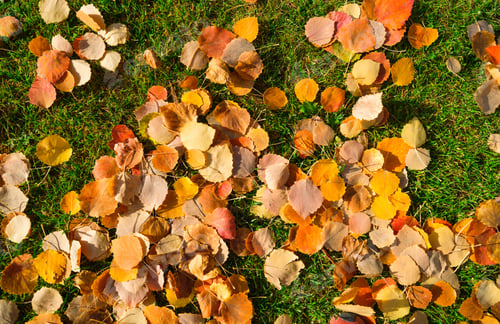 Preview: Autumn leaves as a background. Abstract natural composition for design.