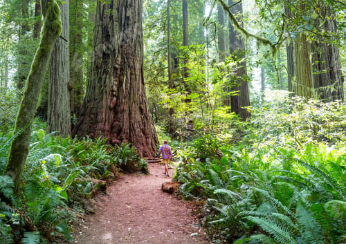 Person Walks Among Giant Redwood Trees in Forest