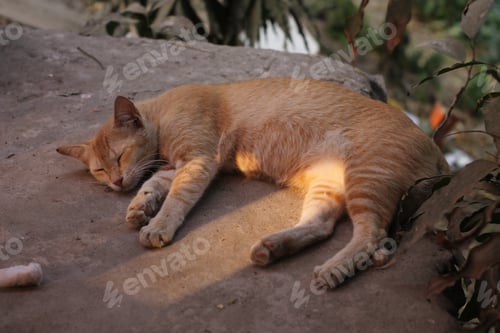 Preview: Closeup of an adorable cat lying and sleeping on a rock outdoors
