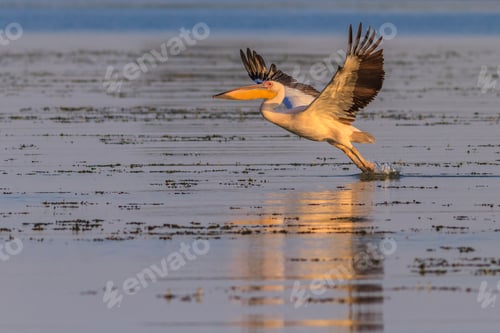 Preview: white pelican (pelecanus onocrotalus)