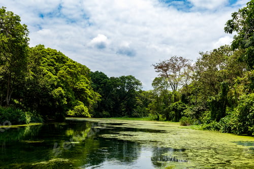 Preview: Ngare Sero Mountain Lodge Arusha Tanzania Landscapes Waterscapes vegetations